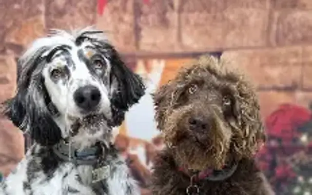 Auntie Amanda's Pet Spa in Cecil, WI