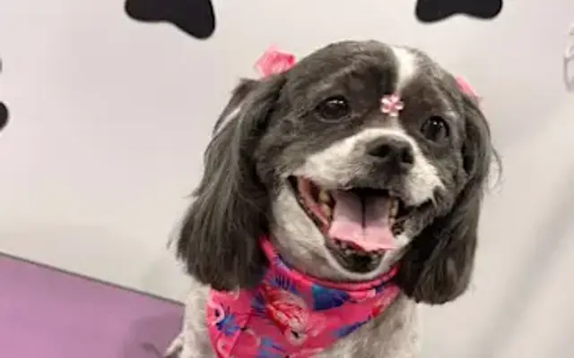 LONITAS GROOMING LLC in Parkland, FL