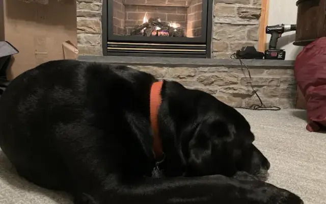 Muddy Paws in Shushan, NY
