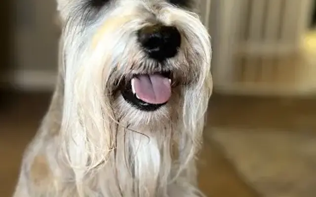 Shaggy Chic Pet Grooming & Boarding in Snyder, TX