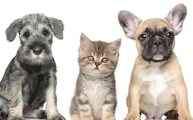 Glendora Pet Spaw and Grooming in Glendora, CA