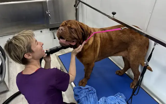 PupCut Mobile Dog Grooming in Rochester Hills, MI