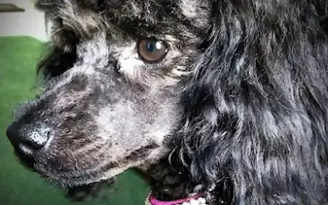 PetSmart Grooming in Zanesville, OH