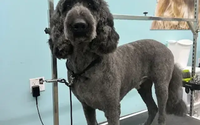 Pet Supplies Plus Parrish Grooming in Parrish, FL