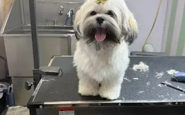 The Golden Groomers in Victorville, CA