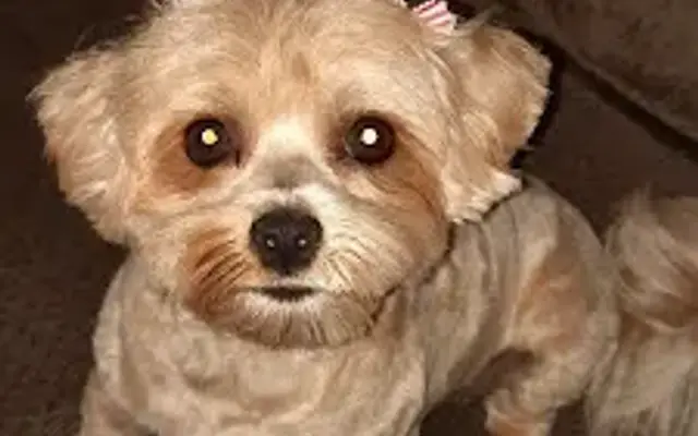Nails & Tails Pet Salon in Ozark, MO