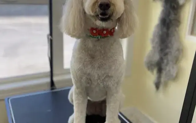 Con Amor Pet Grooming in San Jose, CA