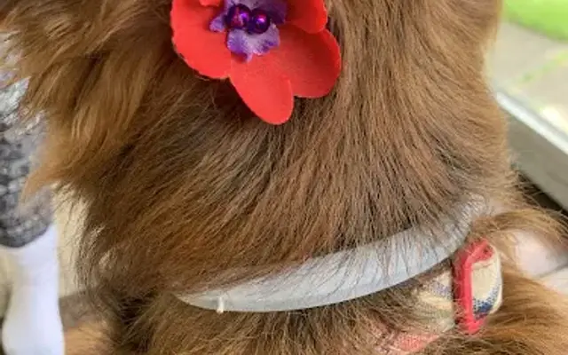 PetSmart Grooming in Barboursville, WV