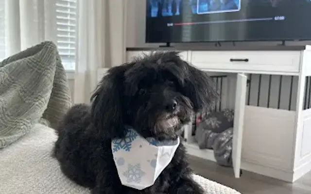 The Grooming Girl in Creve Coeur, MO