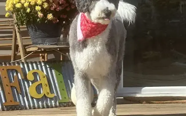 Dirty Dog Grooming in Marion, IL