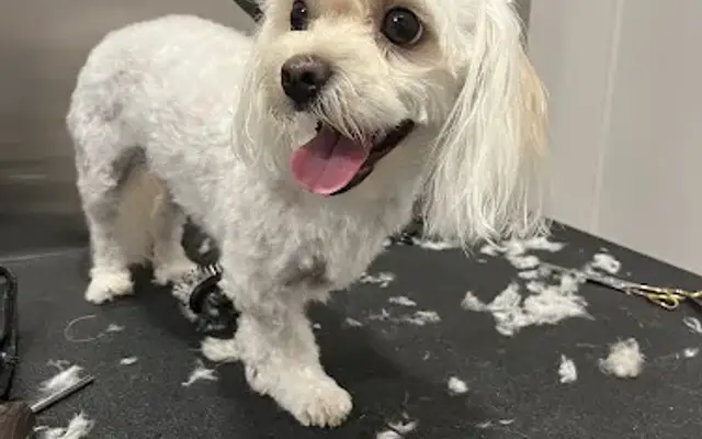 Purrfect grooming in Colleyville, TX