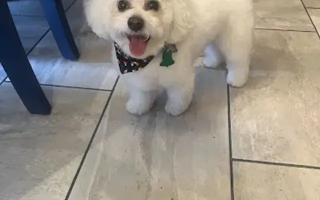 Best Friends Grooming in Nazareth, PA