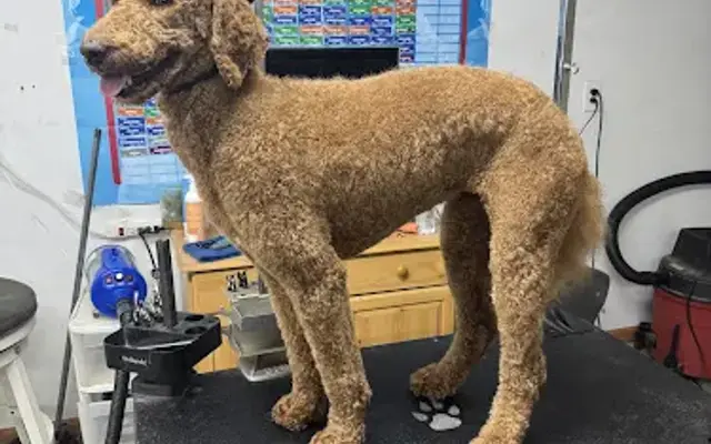 The Dirty Doodle in Amelia, OH