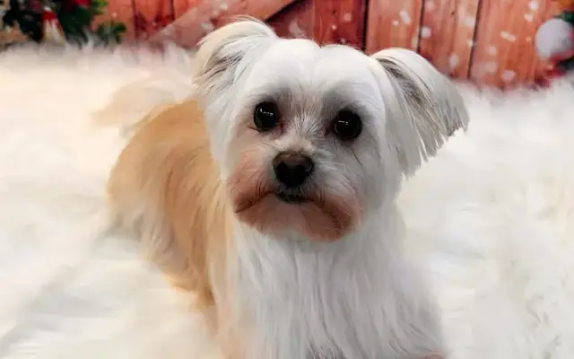 Best Mobile Grooming in Puyallup, WA