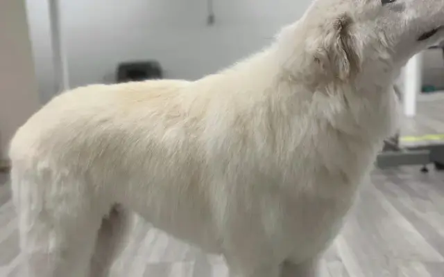 Elite Paws and Claws Grooming in Chardon, OH