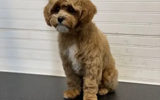 Oh My Pup Grooming in Arlington, WA