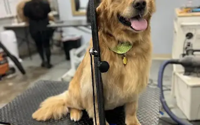Posh Pets Grooming in Encinitas, CA