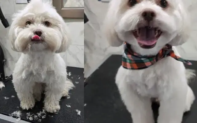 Daisy's Nails & Tails Mobile Pet Grooming in Vista, CA