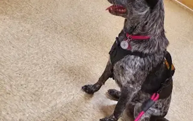 PetSmart Grooming in Mira Loma, CA
