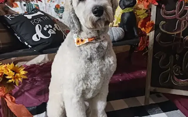 Premium Pet Grooming by Jonna LLC in Boonville, IN