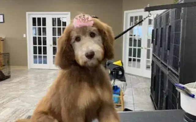 Pampered Paws Grooming & Daycare LLC in Poplar Bluff, MO