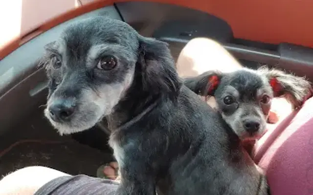 Puppy Dog Tails in Fancy Gap, VA