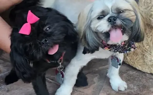 Doggie Experts Salon in Palmview, TX