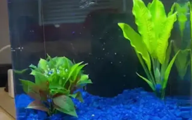 PetSmart Grooming in Houston, TX