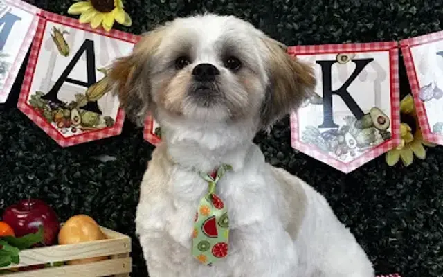 Sage Grooming in Mankato, MN