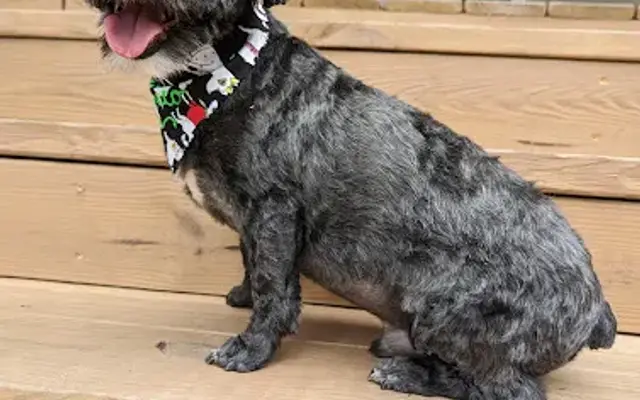 Grooming By Sabrina in Branford, FL