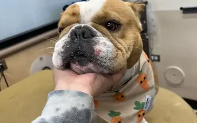 Pampered Paws in Porterville, CA