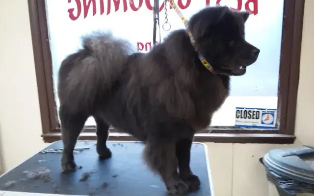 Best Grooming By Lana in Carbondale, IL