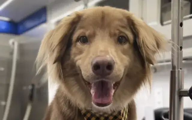 Mobil Pet Grooming by Greicis in Raleigh, NC