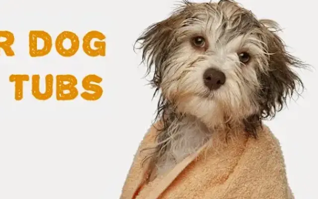 Sudsy Dog in Lakewood, CA