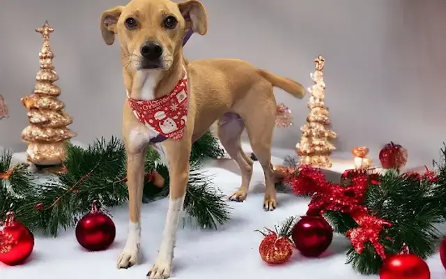 Ruff Riders Pet Grooming in West Berlin, NJ
