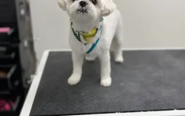 Imagine Pet Spa LLC in Newport, MI
