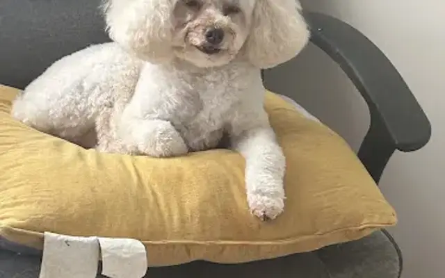 Magnolia Pet Spa in Meridian, MS
