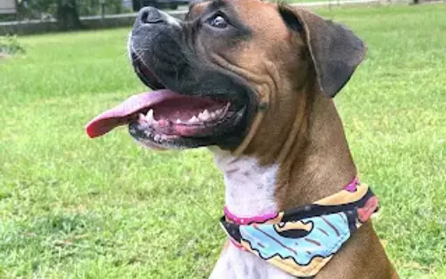 Preferred by Pets Grooming in Haines City, FL