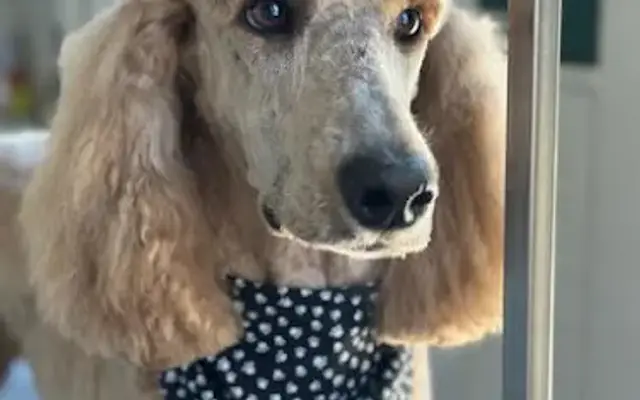 Harrie Paws Pet Grooming in Brenham, TX
