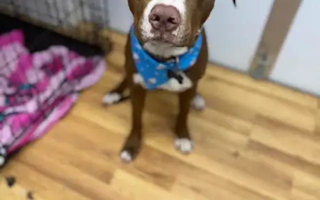 Whimsical Woofs Grooming in Deville, LA