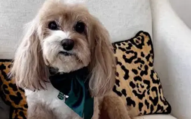 Posh Paws in Naples, FL