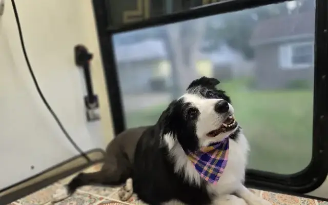 Canine Creations by Beth in Coal City, IL