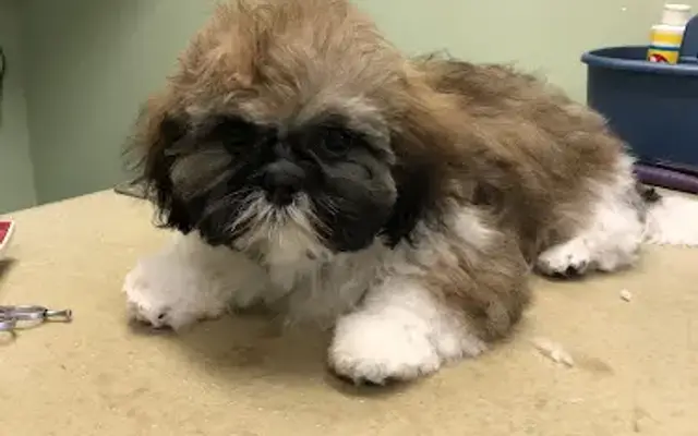 Spoiled Brats Pet Grooming in Bellaire, MI