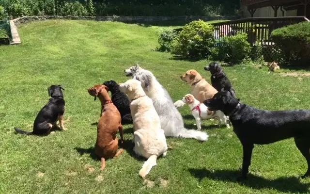 Hudson Hounds Inc. in Mahopac, NY