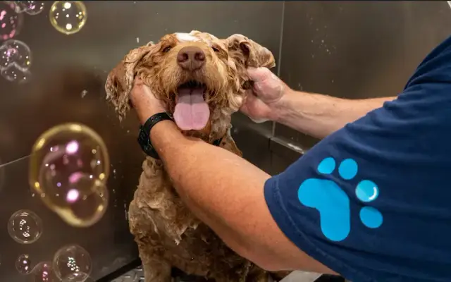 Zoomin Groomin in Maple Glen, PA