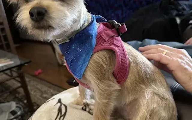 Country Pet Grooming in Lexington, OK