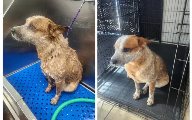 Becca's Mobile Grooming in Fallbrook, CA