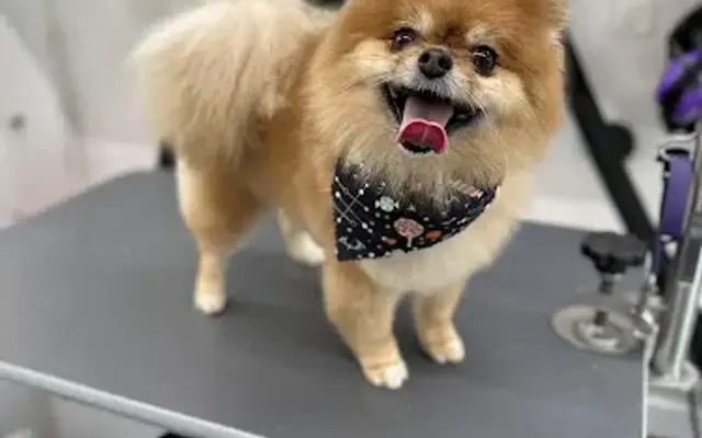 Puppy Love Mobile Grooming in Coram, NY