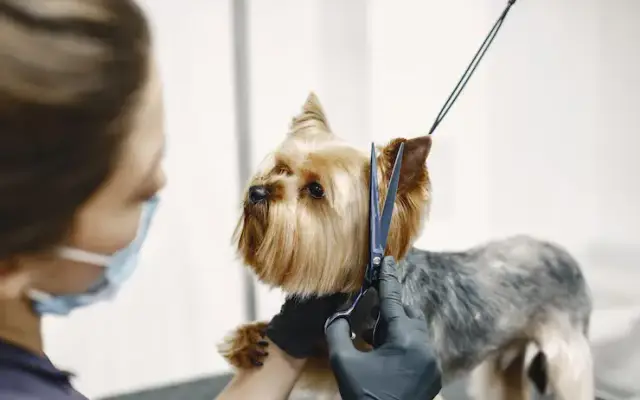 Gratitude Pet Grooming in Mill Spring, NC