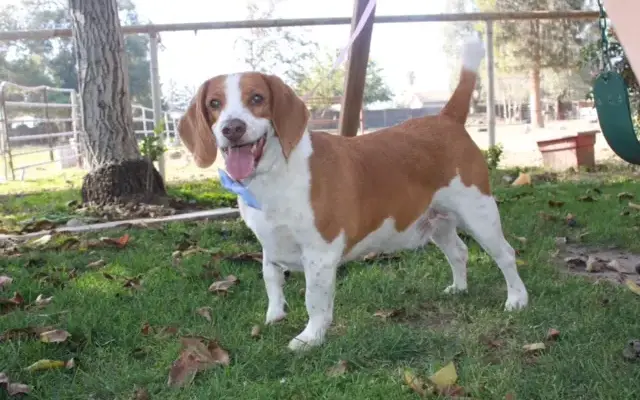 Little Angel's Pet Grooming in Yucca Valley, CA